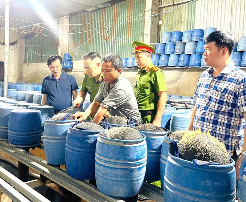 Truy tố 3 bị can sử dụng chất cấm 6-BAP để sản xuất hàng trăm tấn giá đỗ