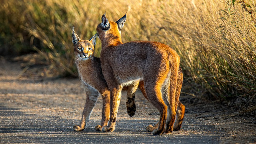 Bài học huấn luyện con khéo léo của mèo Caracal | Tin nhanh chứng khoán