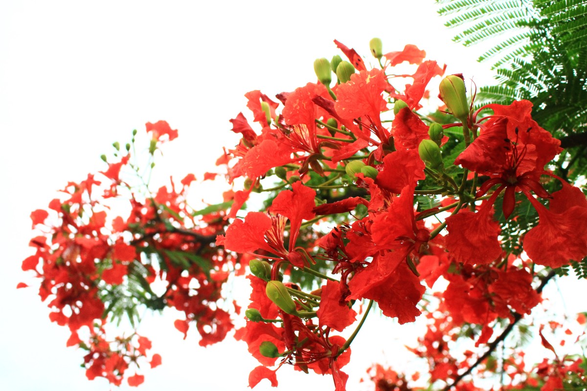 ảnh 1