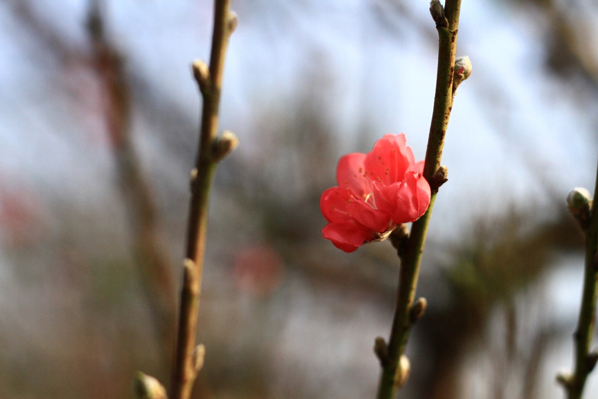 ảnh 6