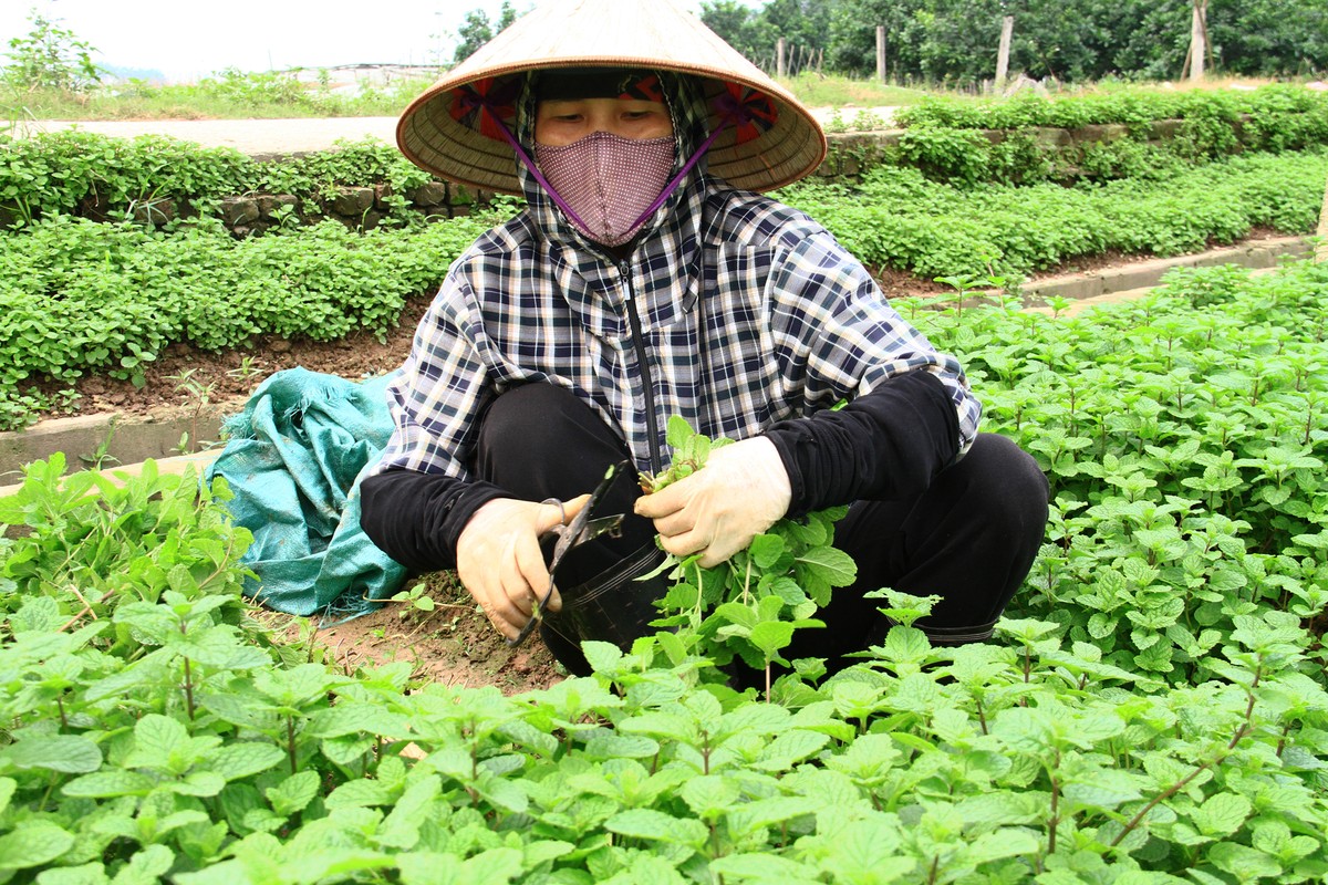 ảnh 13