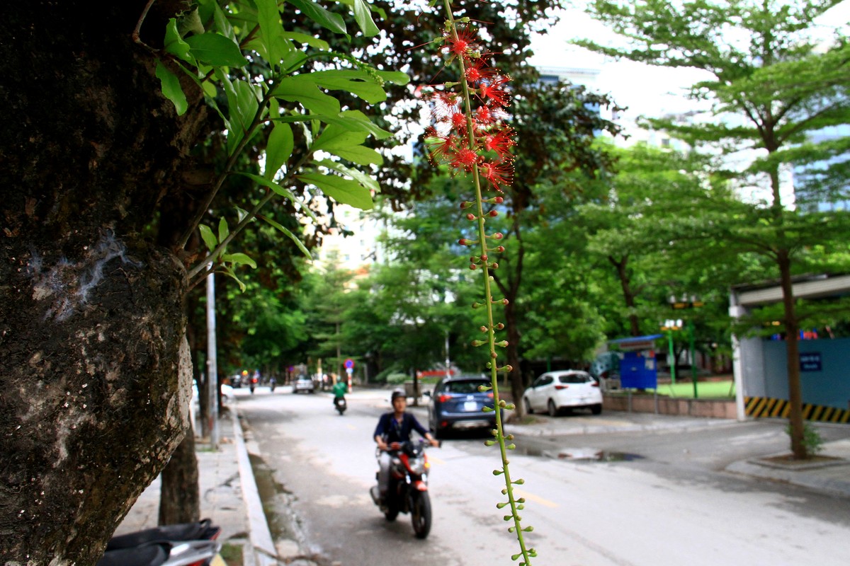 Hà Nội: Lộc Vừng khoe sắc chào Thu ảnh 9