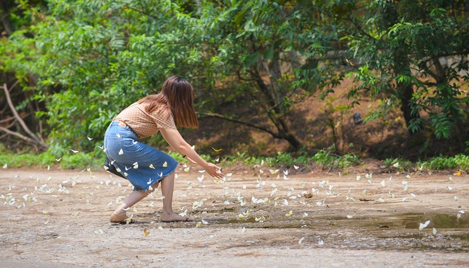 Du khách đổ về rừng Cúc Phương ngắm hàng triệu cánh bướm ảnh 3