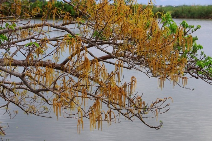 Rừng ngập mặn Rú Chá lúc trổ bông ảnh 4