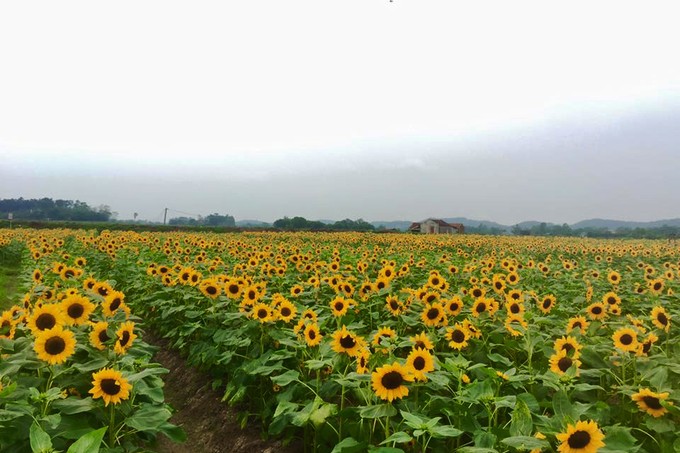 Cánh đồng hoa hướng dương gây sốt ở Bắc Giang ảnh 8