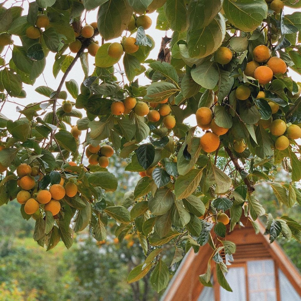 Hồng giòn và những món ăn đượm vị mùa thu ở Đà Lạt ảnh 1