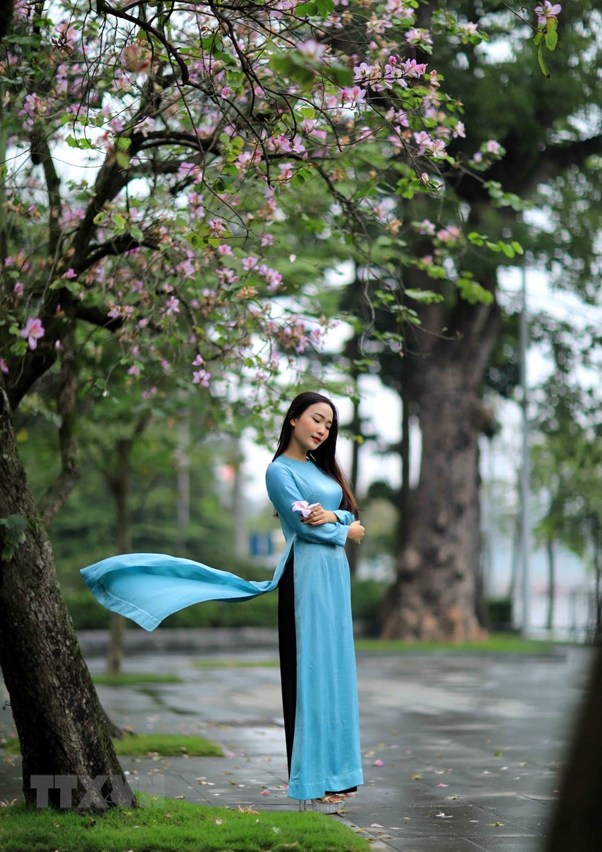 Dịu dàng mùa hoa ban tháng 2 trên đường phố Thủ đô ảnh 11