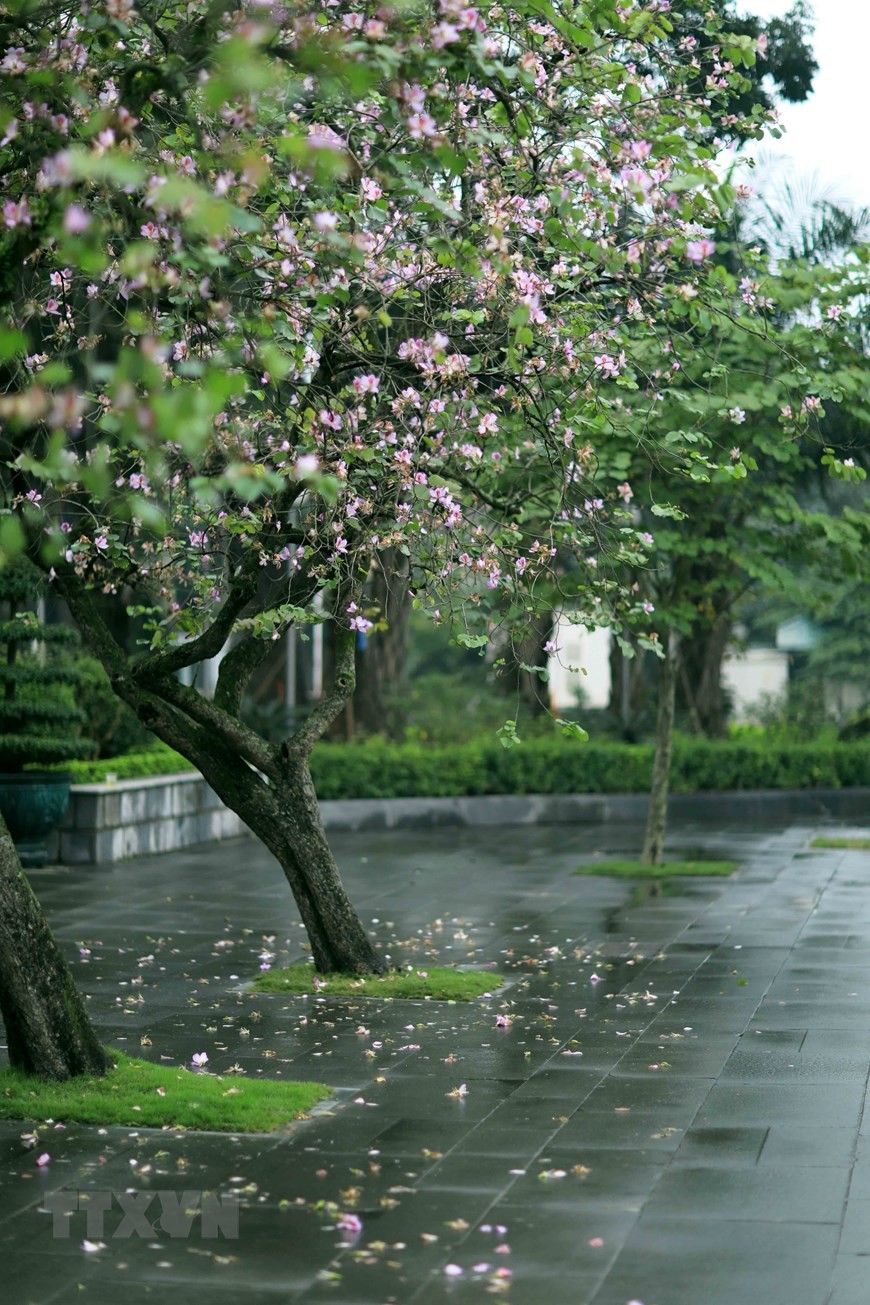 Dịu dàng mùa hoa ban tháng 2 trên đường phố Thủ đô ảnh 12