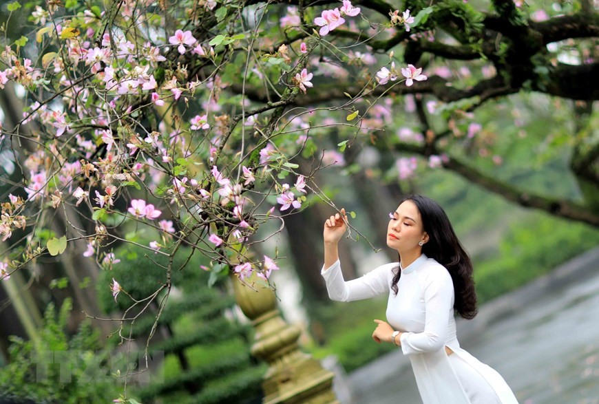 Dịu dàng mùa hoa ban tháng 2 trên đường phố Thủ đô ảnh 1