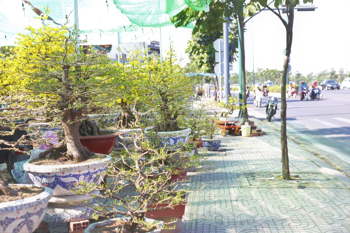 Mai trúng giá, hàng trăm triệu/gốc bày bán tại TP. HCM ảnh 9