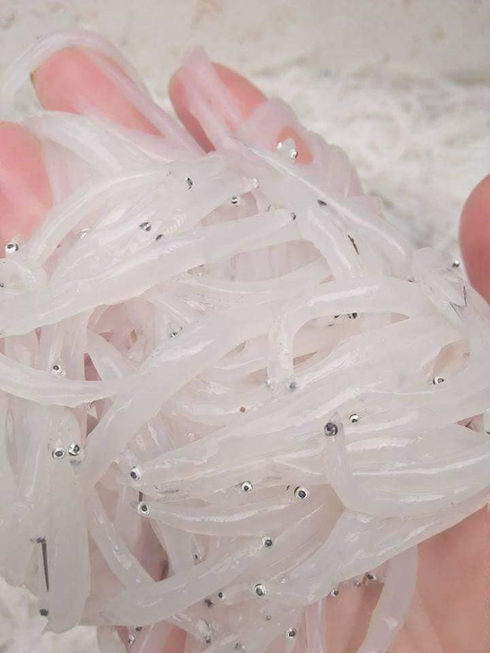 Cá ngần sông Đà: Đến hẹn lại lên ảnh 2