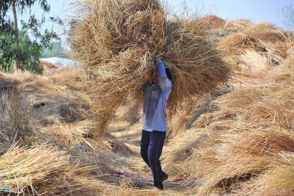 Che dù trên cánh đồng trồng kiệu Tết ở miền Tây ảnh 6