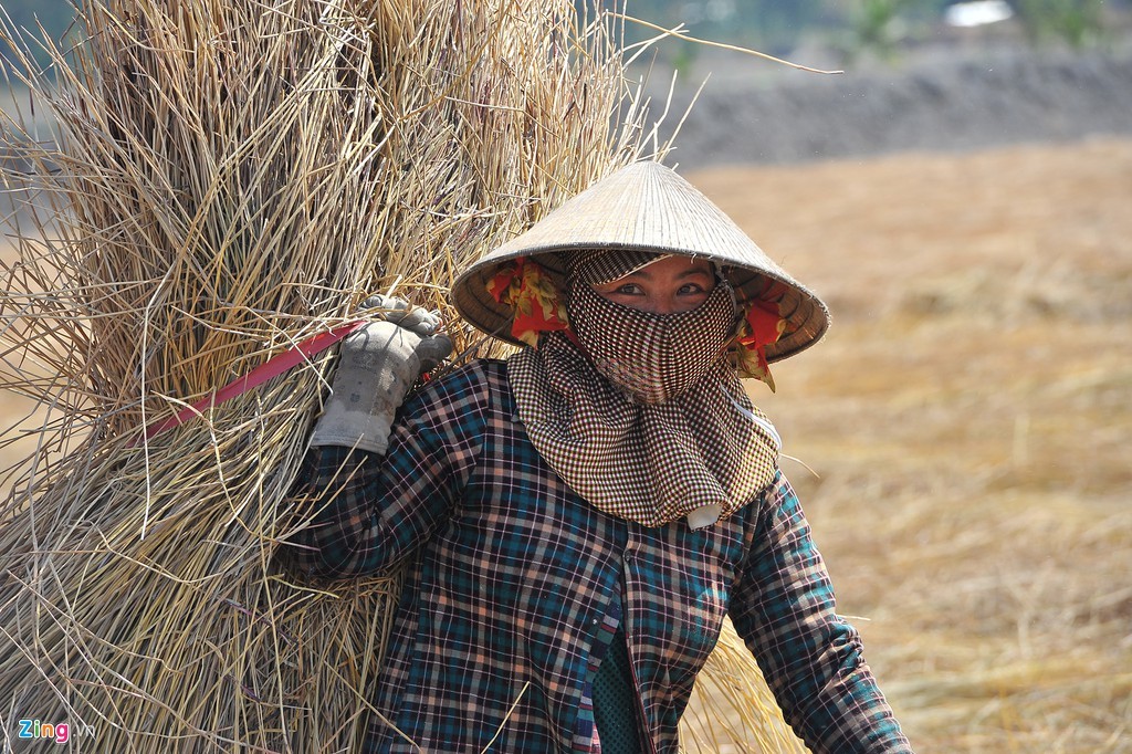 Che dù trên cánh đồng trồng kiệu Tết ở miền Tây ảnh 8
