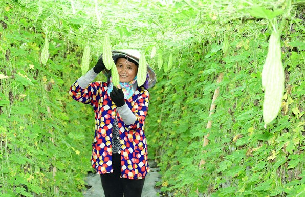 Cận cảnh nông trại đạt chứng chỉ quốc tế của Vinamit ảnh 4