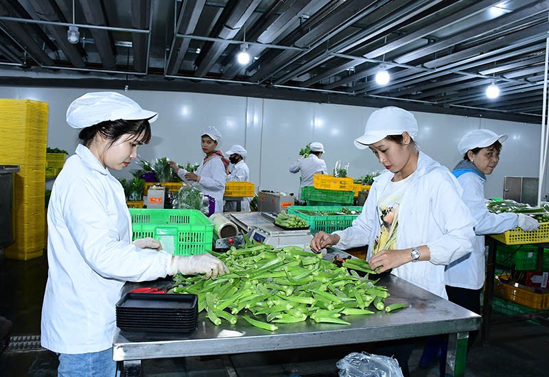 Cận cảnh nông trại đạt chứng chỉ quốc tế của Vinamit ảnh 7