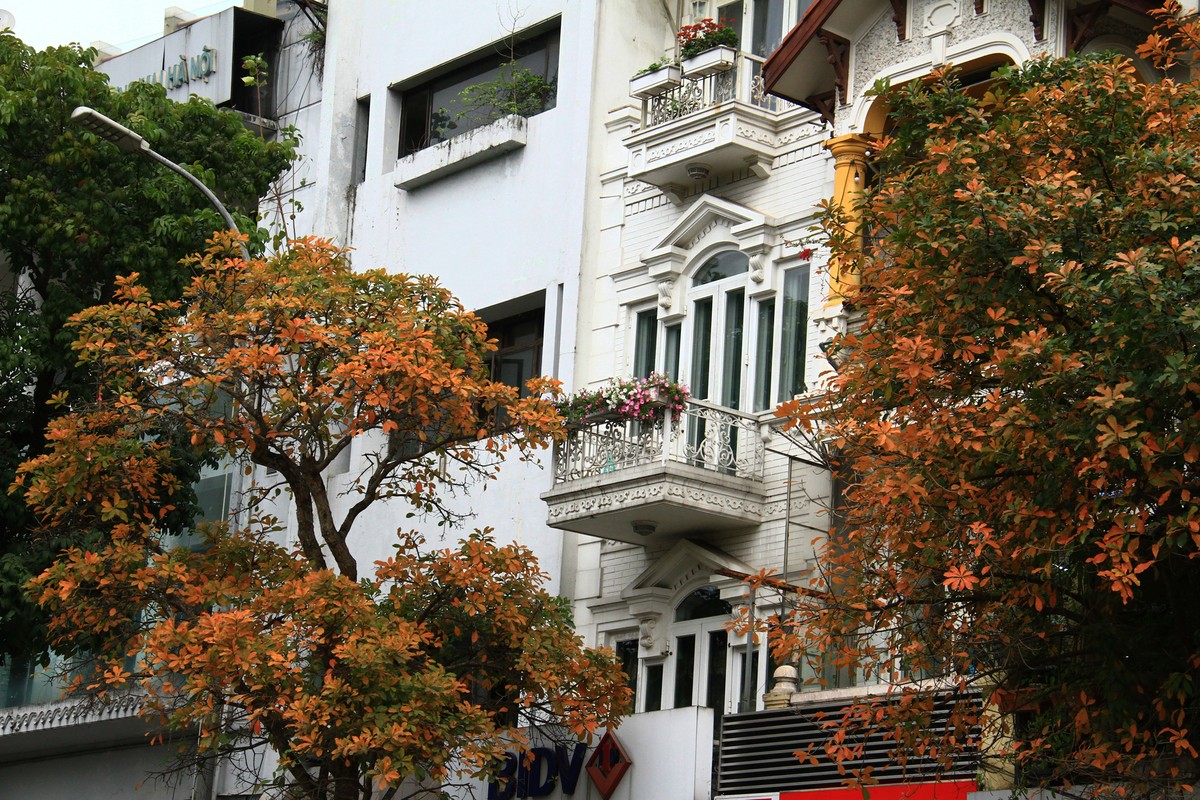 Có một mùa Thu giữa mùa Xuân Hà Nội ảnh 8