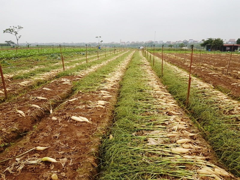 Rớt giá xuống còn 500 đồng/kg, củ cải bỗng hóa thành rác tại Hà Nội ảnh 1