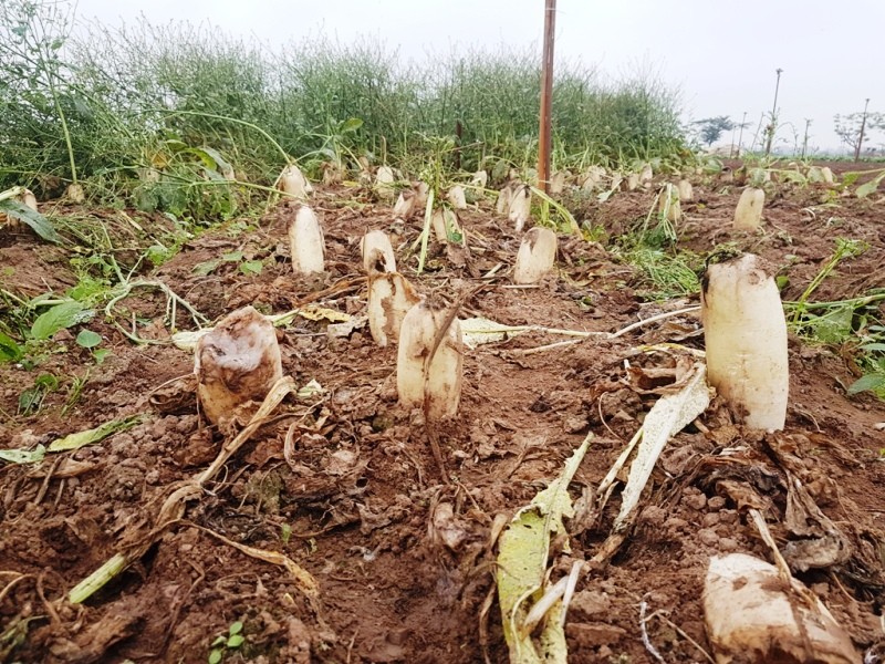 Rớt giá xuống còn 500 đồng/kg, củ cải bỗng hóa thành rác tại Hà Nội ảnh 4