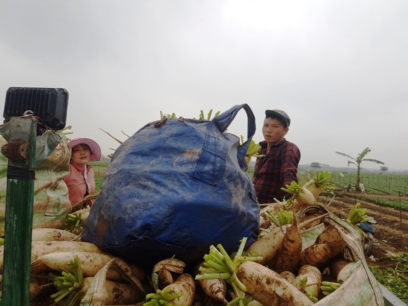 Rớt giá xuống còn 500 đồng/kg, củ cải bỗng hóa thành rác tại Hà Nội ảnh 5