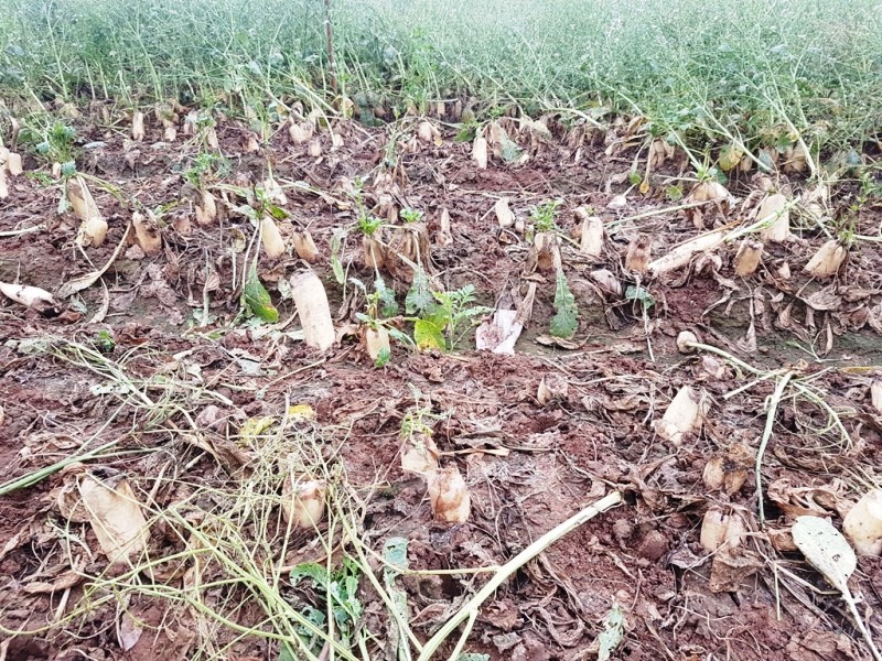 Rớt giá xuống còn 500 đồng/kg, củ cải bỗng hóa thành rác tại Hà Nội ảnh 3