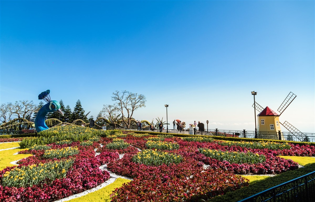 Đà Nẵng đón Tết rực rỡ với hơn triệu bông tulip trên đỉnh Bà Nà ảnh 3