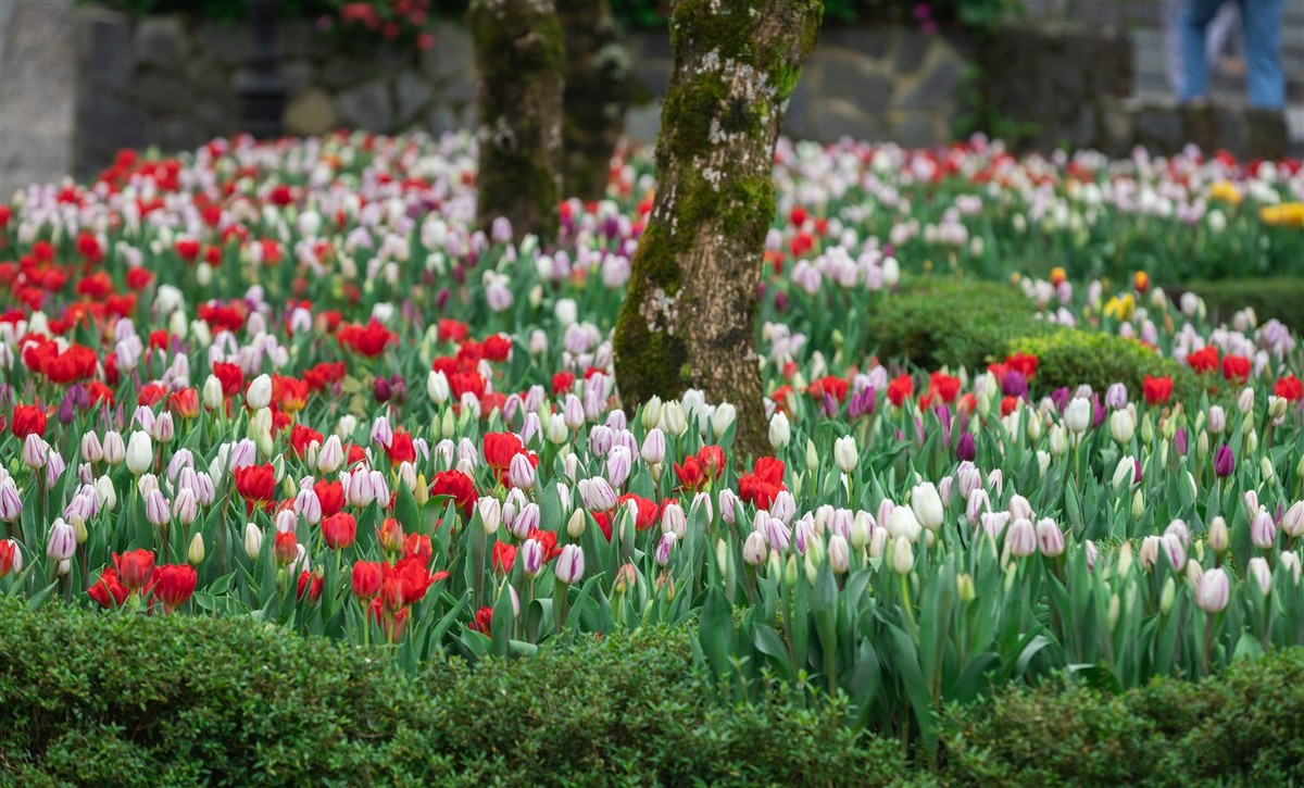 Đà Nẵng đón Tết rực rỡ với hơn triệu bông tulip trên đỉnh Bà Nà ảnh 4