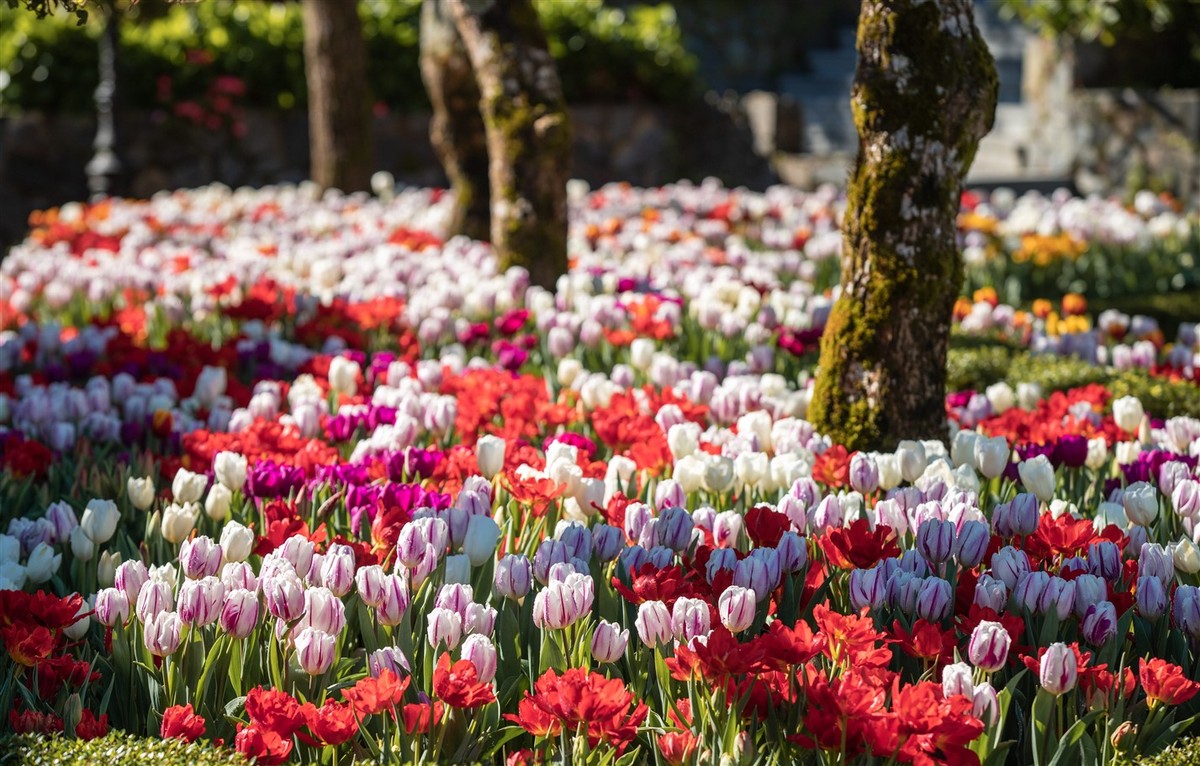 Đà Nẵng đón Tết rực rỡ với hơn triệu bông tulip trên đỉnh Bà Nà ảnh 6