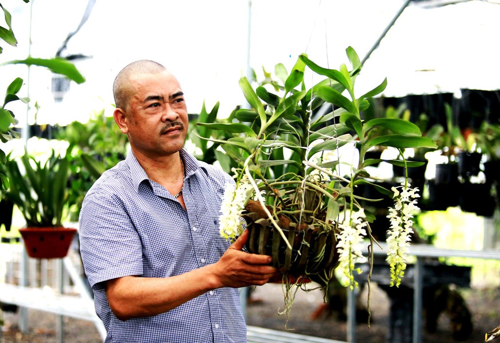 Chiêm ngưỡng 70 loài lan quý tại Hội quán hoa lan Mê Linh ảnh 2