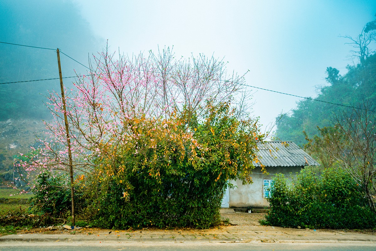 Bỏ phố về quê ảnh 2