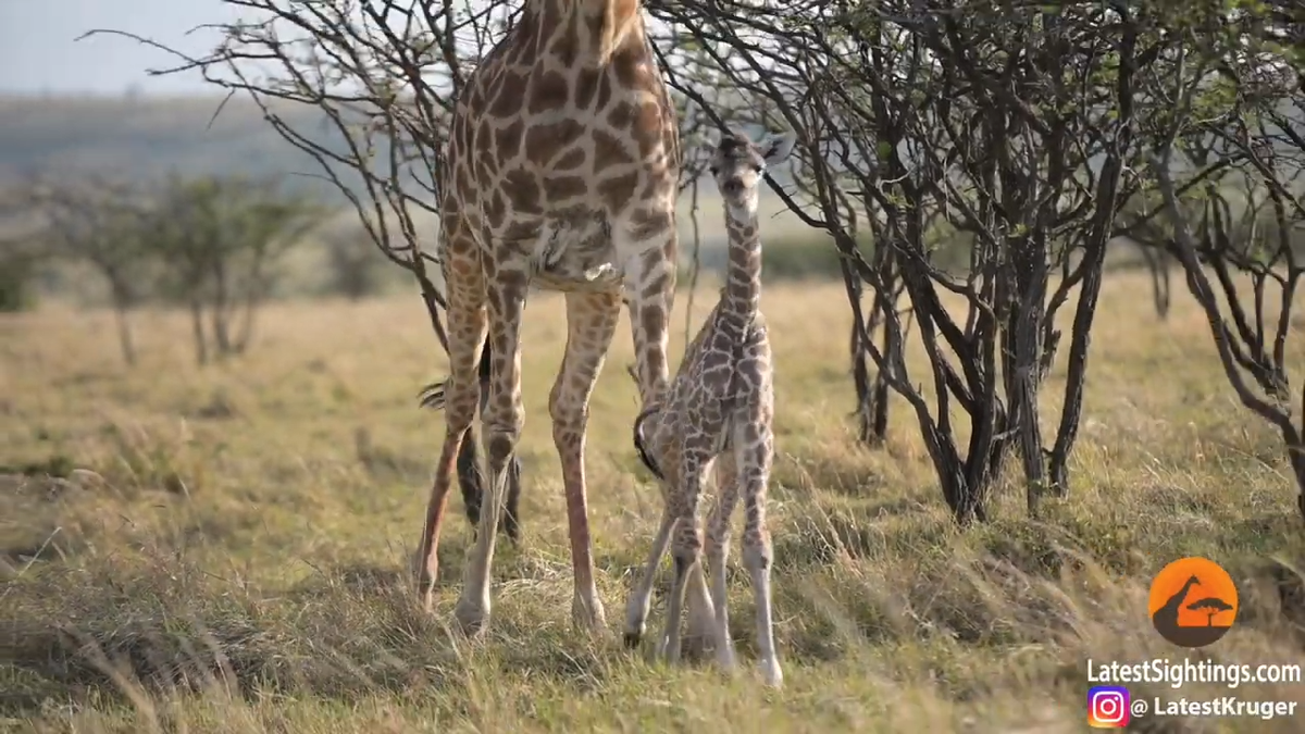 Trận chiến tranh giành sự sống cho đứa con vừa mới sinh giữa hươu cao cổ và sư tử | Tin nhanh chứng khoán