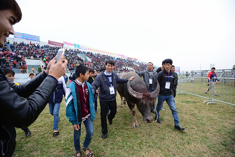 Người dân nô nức đi xem chọi trâu ngày đầu năm mới ảnh 12