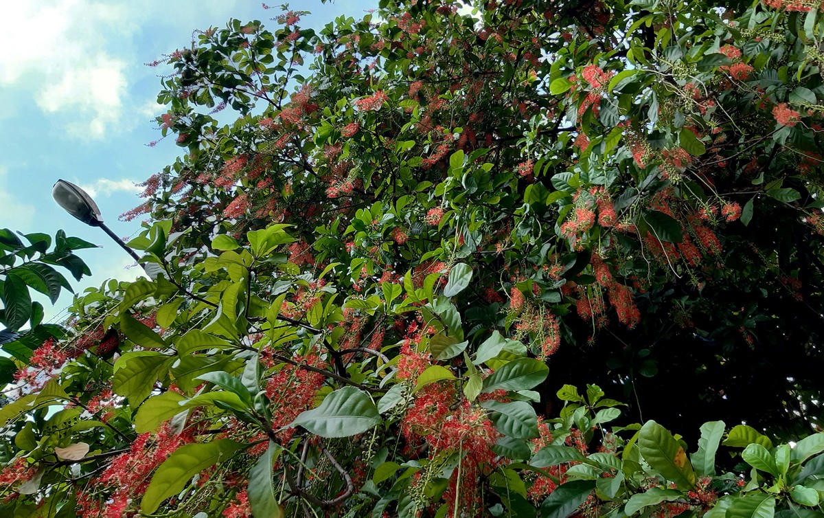 Trong con nắng Thu.