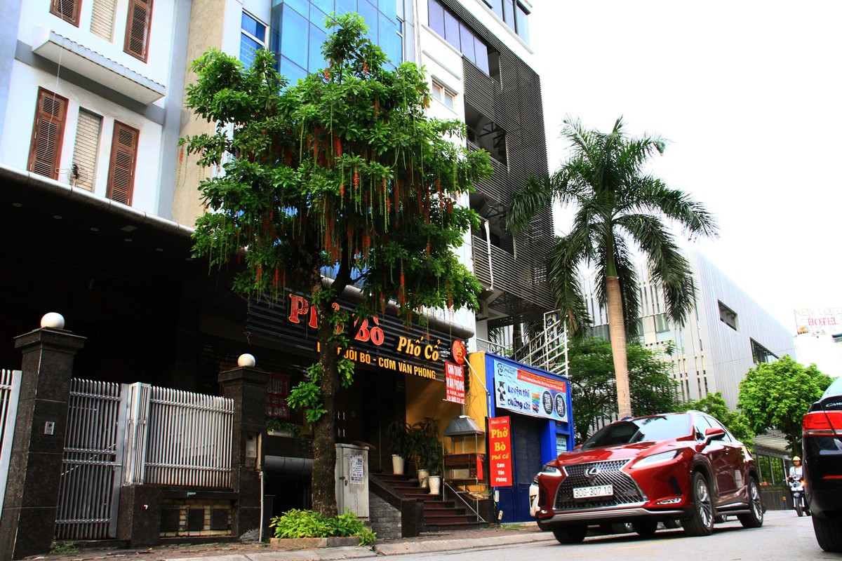 Lộc vừng đua nhau trổ hoa.