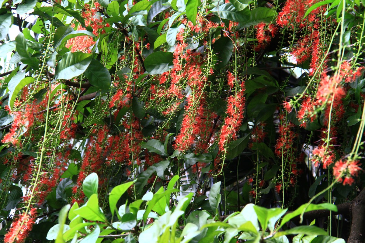 Hoa Lộc Vừng có hương thơm nhẹ và thanh.