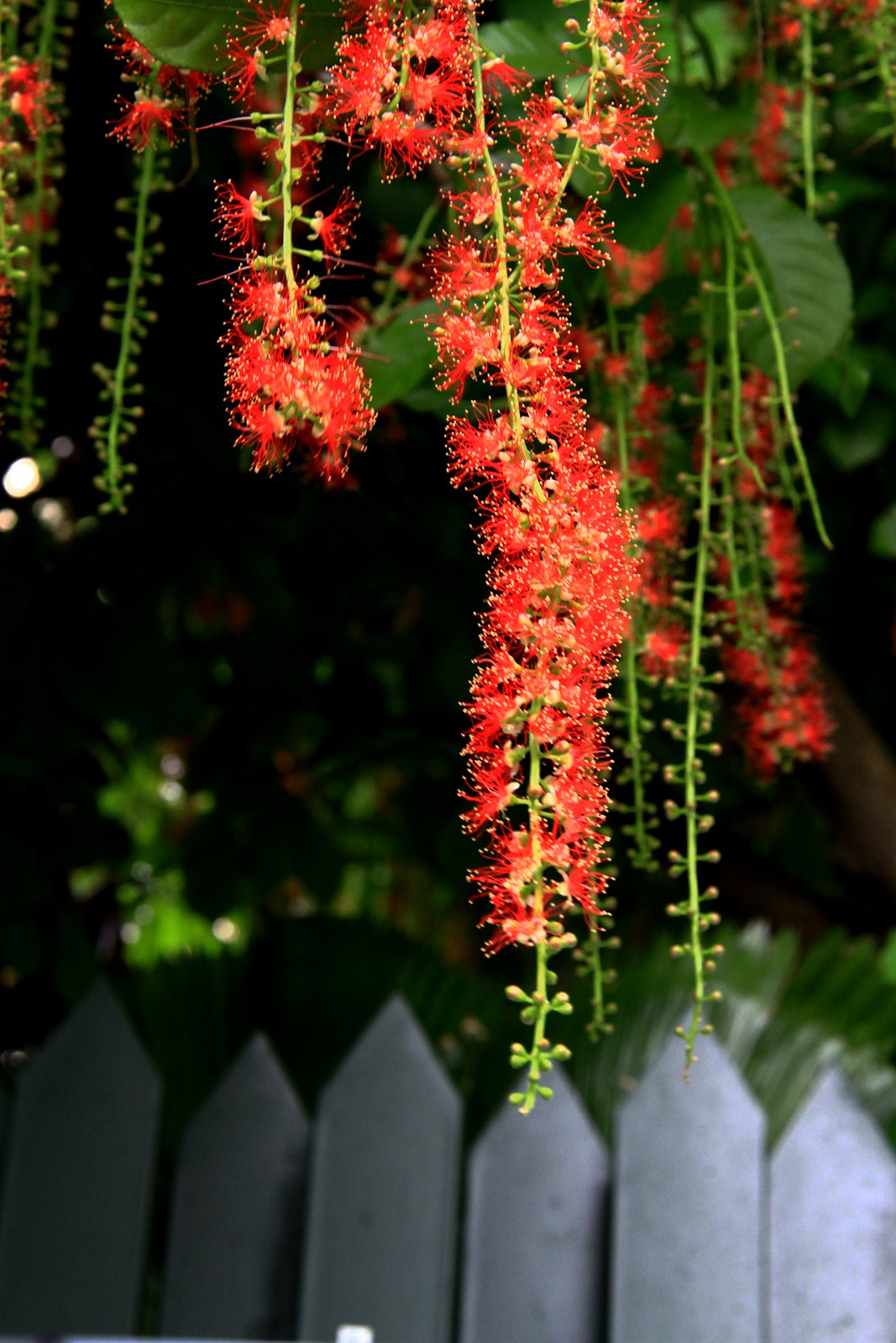 Một nhành Lộc Vừng.