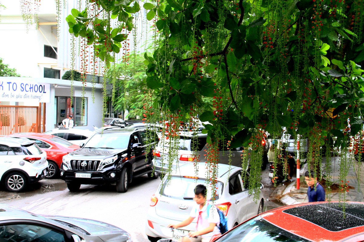 Hà Nội vào Thu đẹp hơn với &quot;nhan sắc&quot; của hoa.