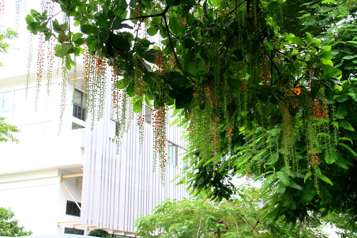 Đứng dưới tán cây, dễ dàng cảm nhận mùi hương thanh nhẹ, mát mẻ.