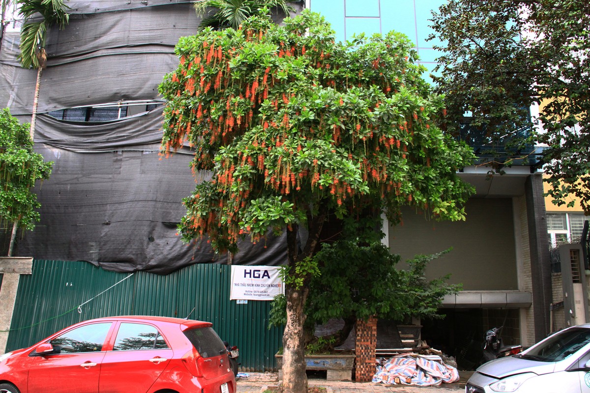 Một cây Lộc Vừng buông hoa rực rỡ.