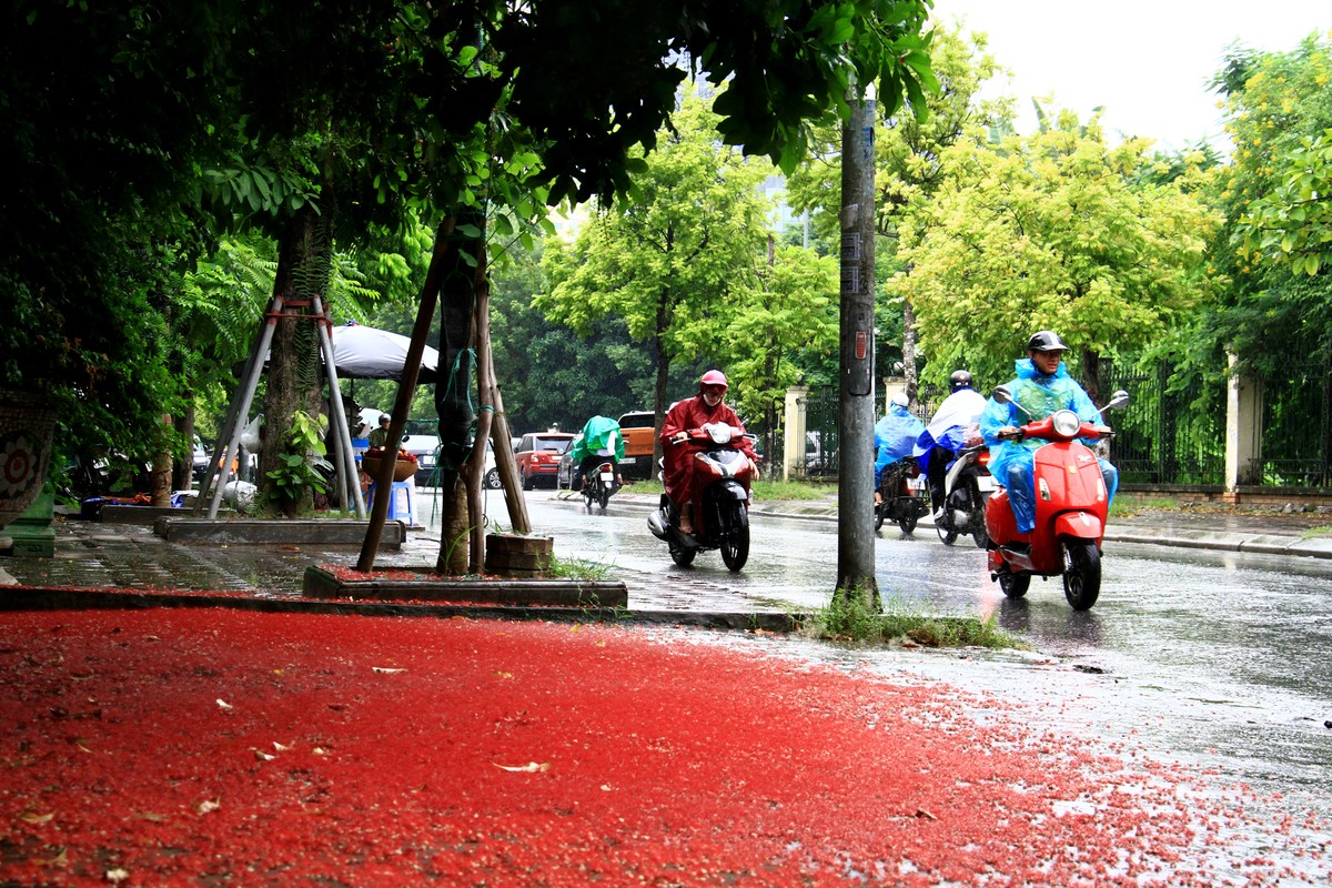 Lộc Vừng cũng đua trải thảm trên các con phố nhỏ.