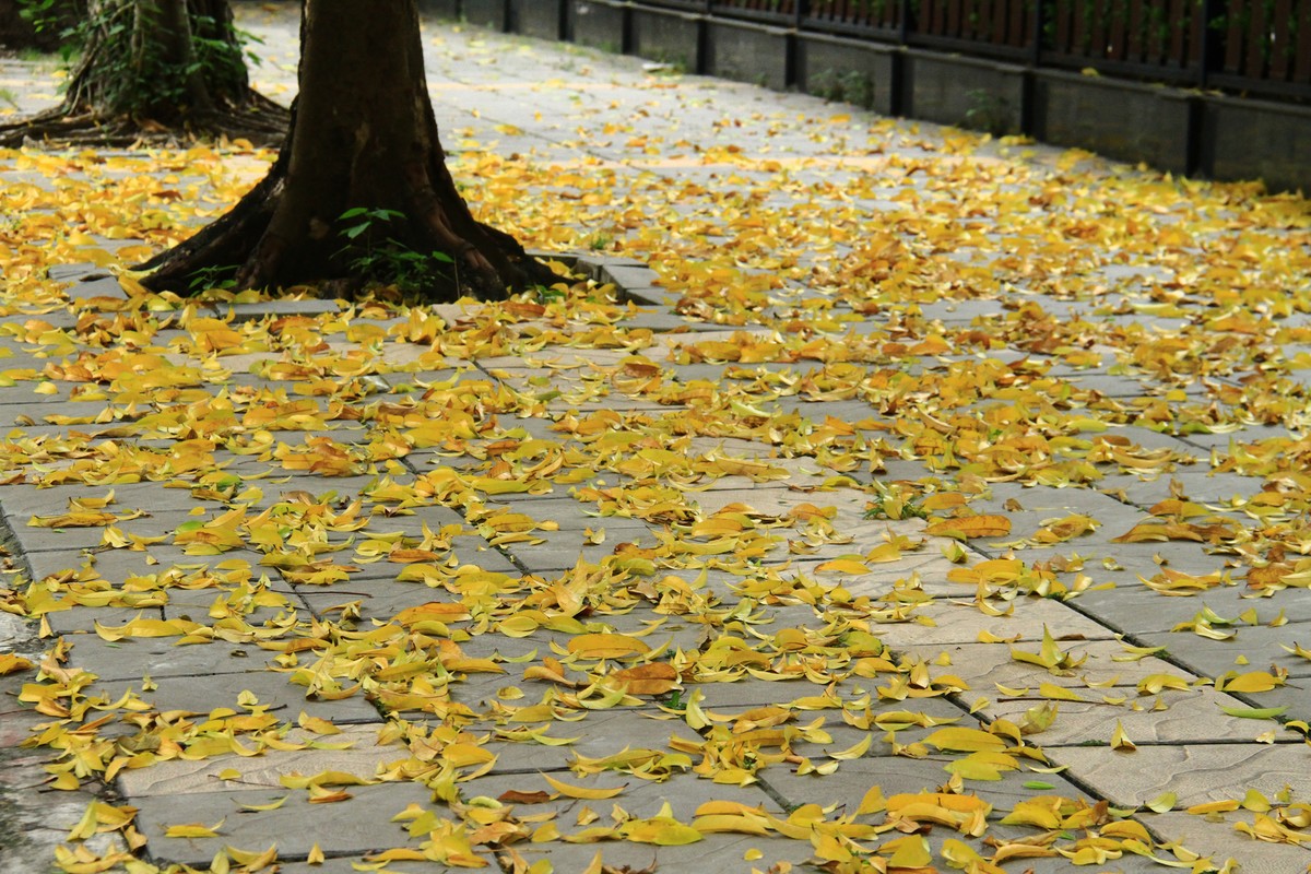 Chỉ cần vài con gió, là sấu vàng sẽ giăng kín phố.