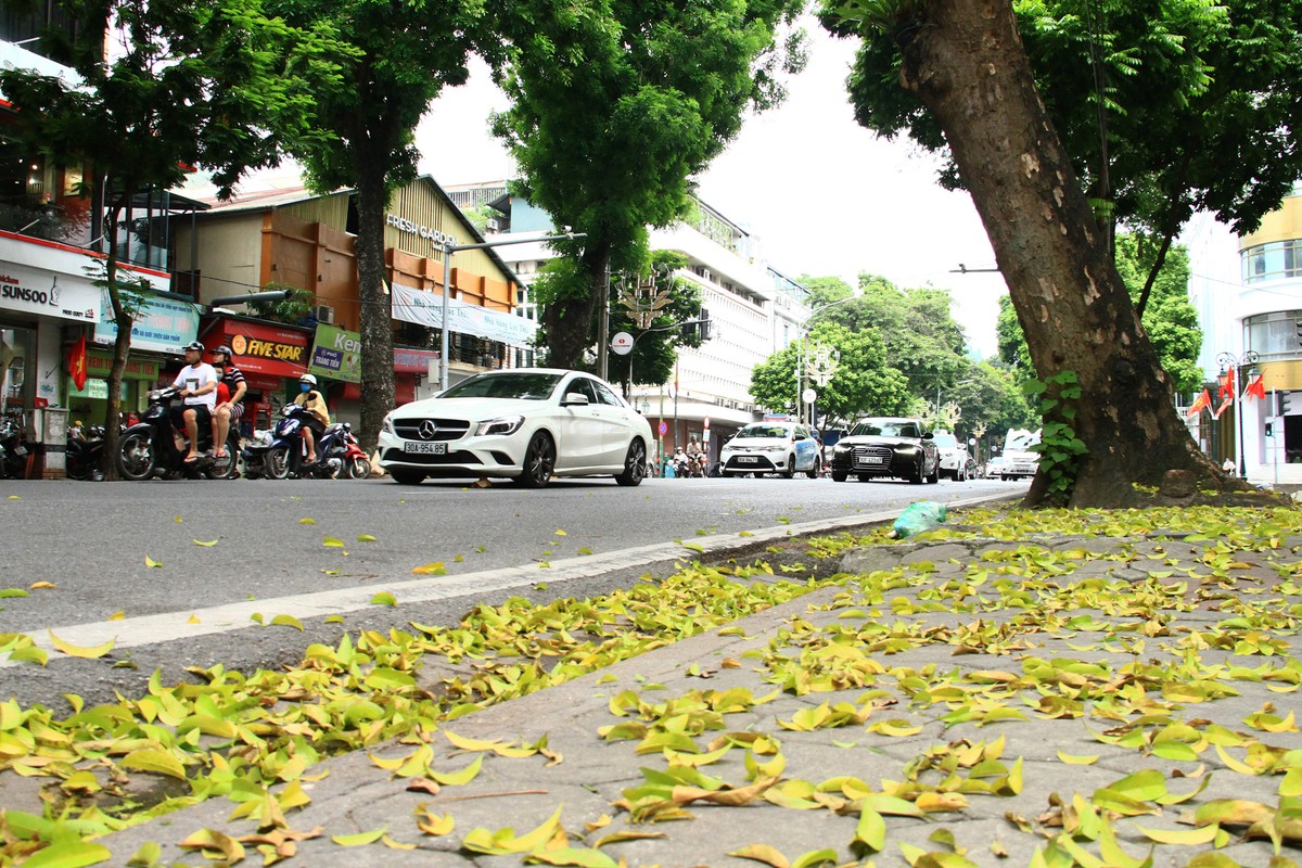Những ngày này, phố phường Hà Nội phủ sắc sấu vàng.