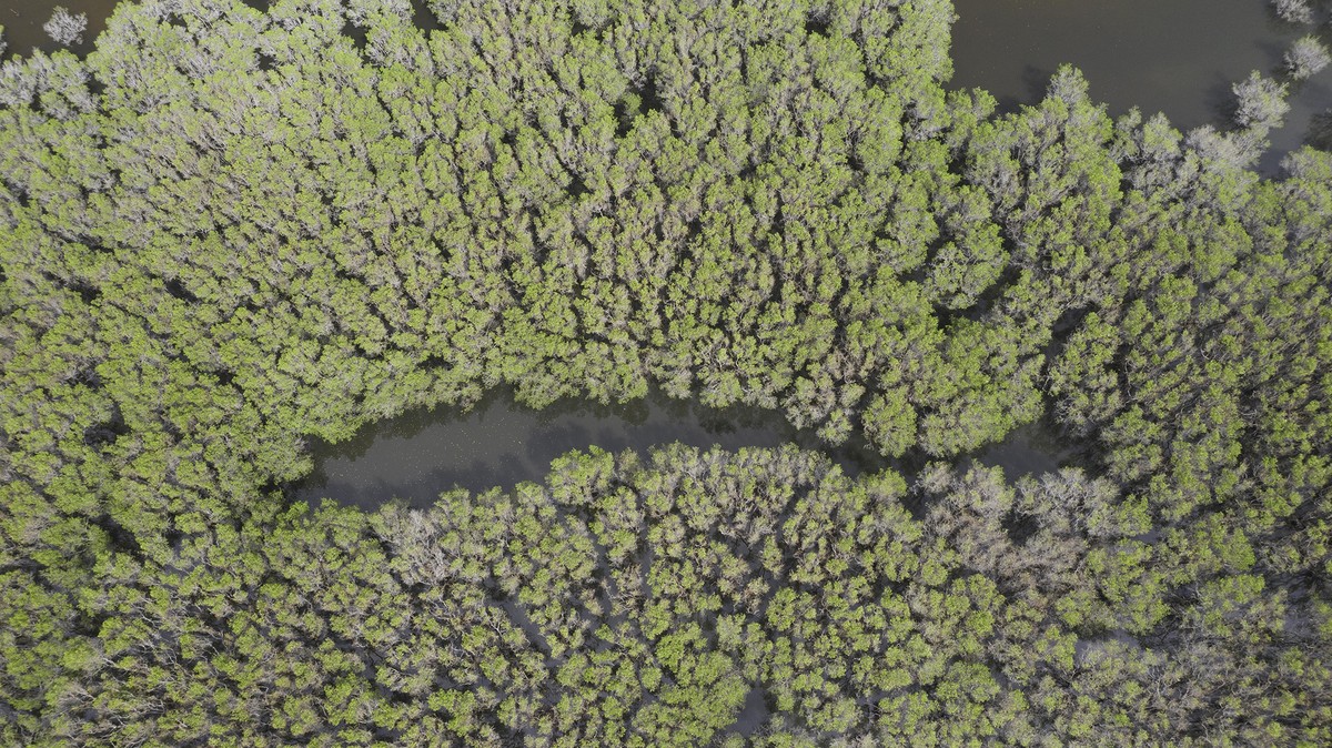 Cây Cóc trắng được lựa chọn để trồng rừng. Cây Cóc trắng được lựa chọn để trồng rừng.