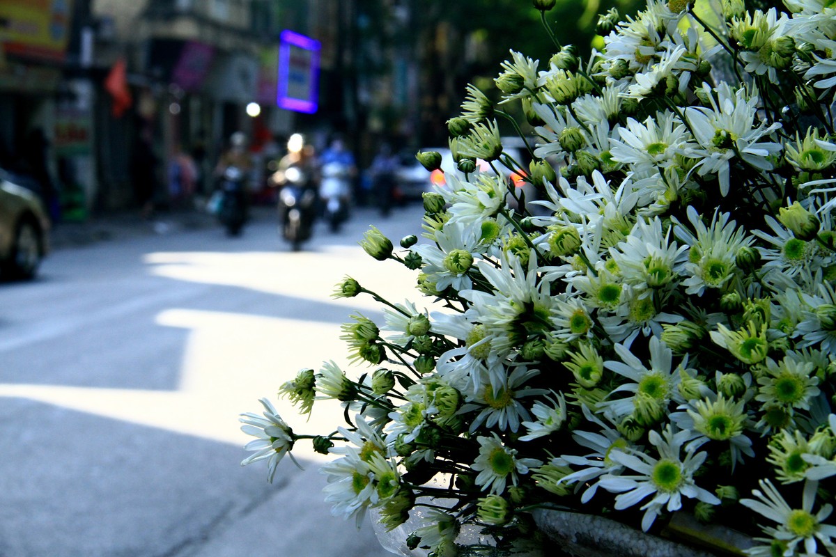 Những ngày này, hầu như xe hoa nào cũng có ít nhiều Cúc Họa mi.