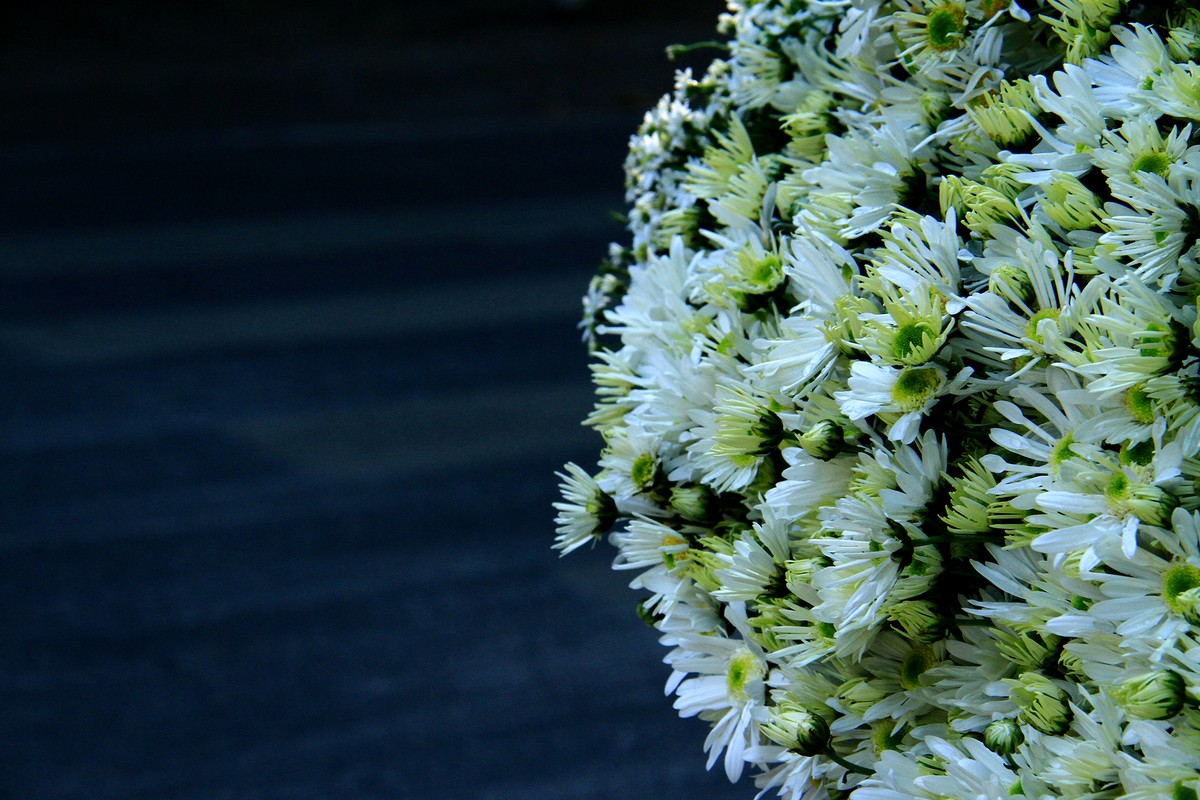 Họa mi về trên phố.