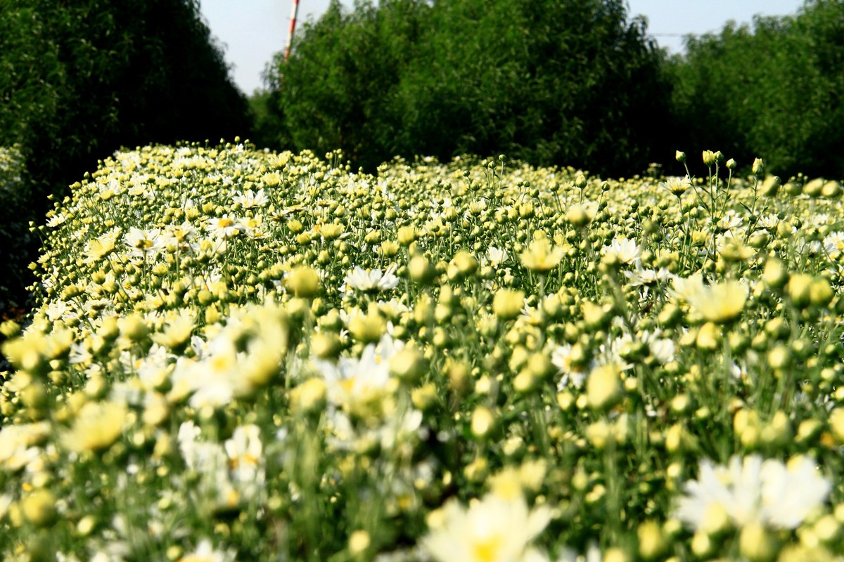 Những luống Cúc Họa mi đang vào mùa.