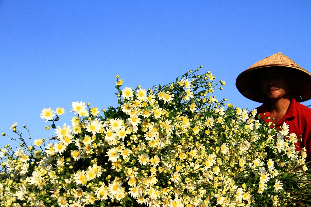 Người nông dân Nhật Tân thu hoa về bán cho các chợ.