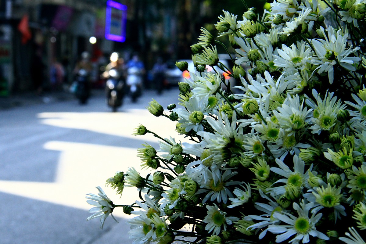 Cúc Họa mi - loài hoa báo Đông đã về đầy trên phố. Ảnh: Thành Nguyễn. Cúc Họa mi - loài hoa báo Đông đã về đầy trên phố. Ảnh: Thành Nguyễn.