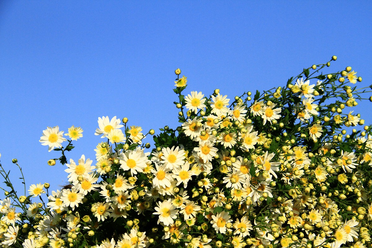 Cúc Họa mi khoe sắc trong con nắng đầu Đông. Ảnh: Thành Nguyễn. Cúc Họa mi khoe sắc trong con nắng đầu Đông. Ảnh: Thành Nguyễn.