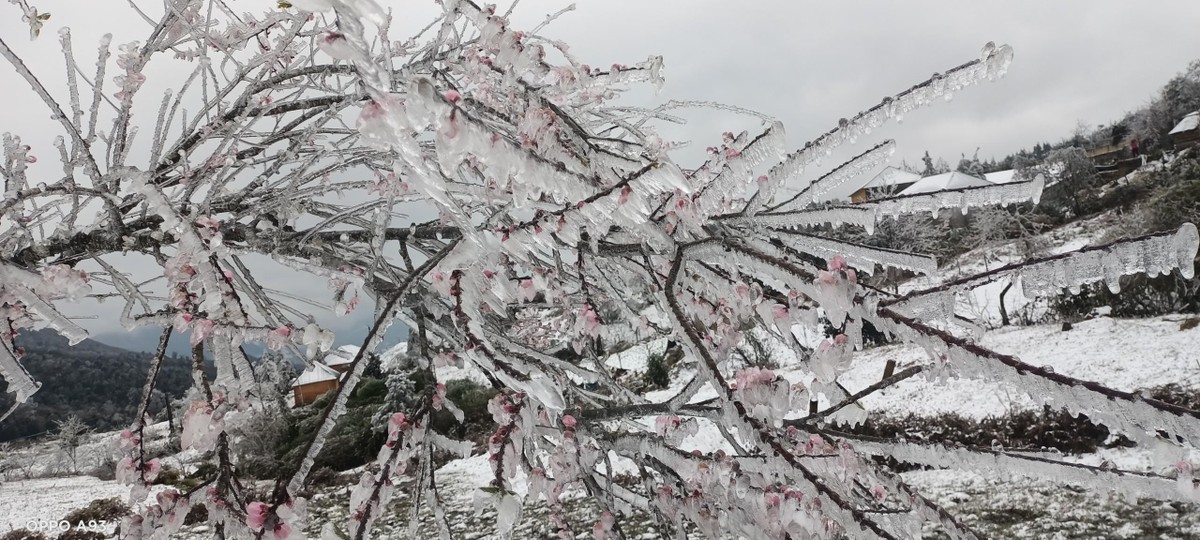 Những cây đào được bọc bởi một lớp băng dày.