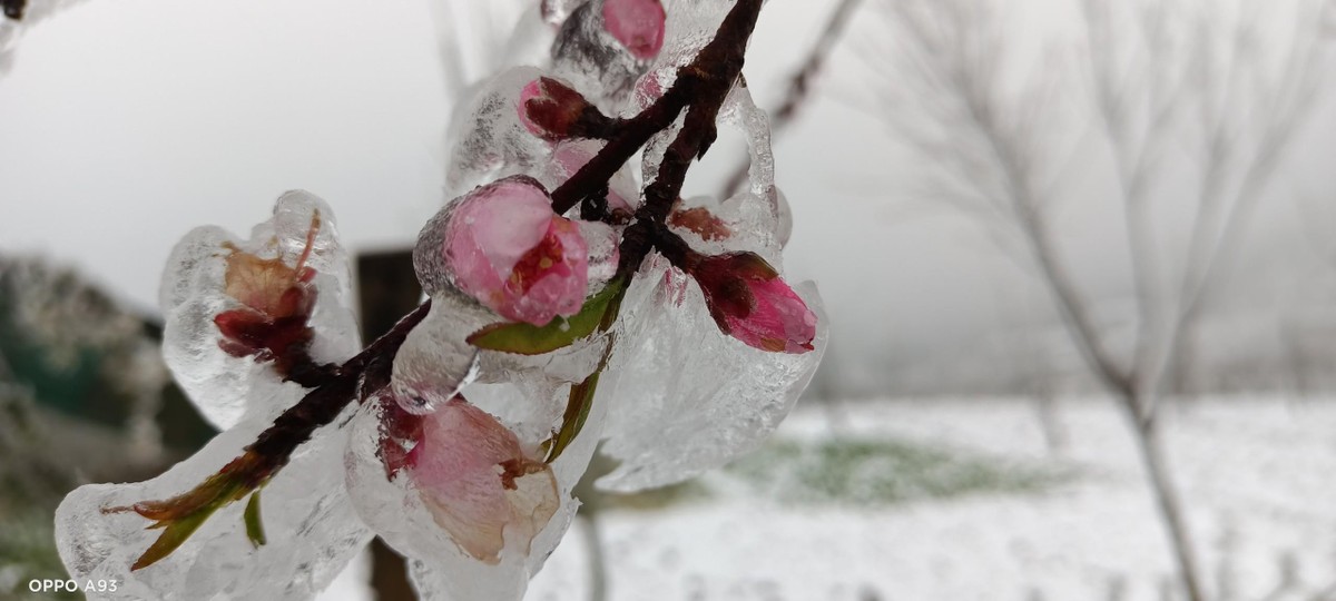 &quot;Đào đá&quot;.